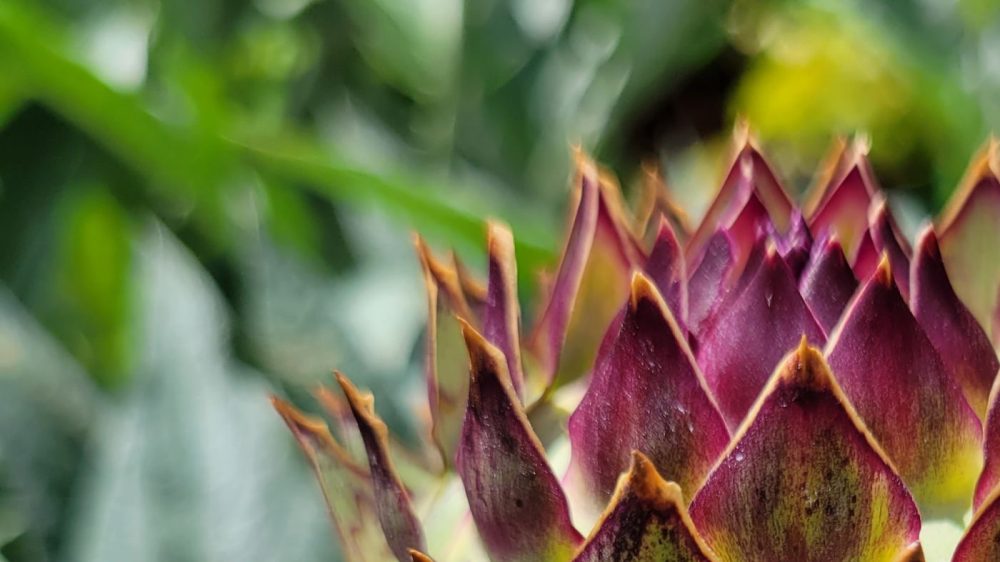 Close-up of a purple succulent