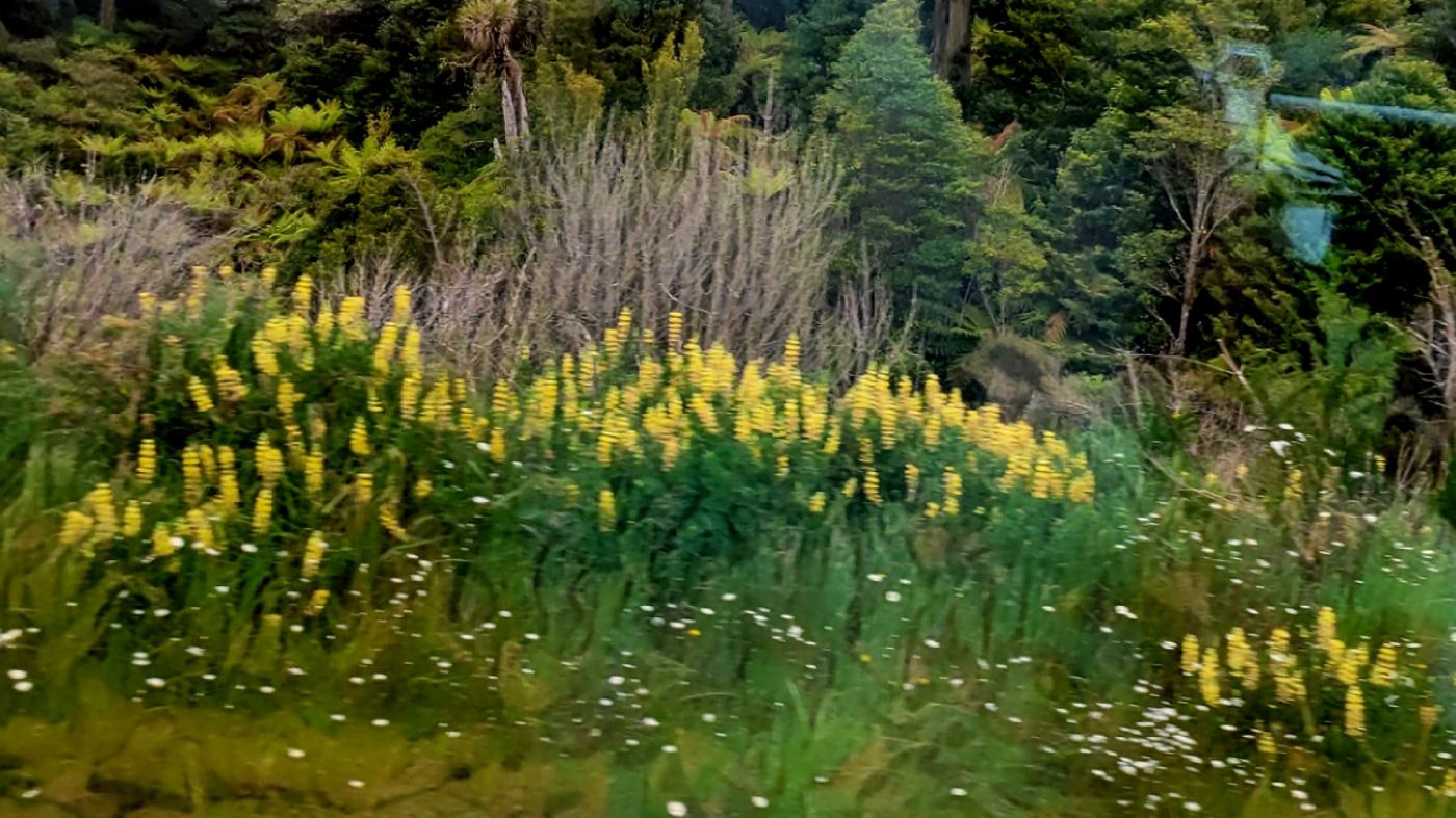 Yellow lupins and bush seen from a train near Wellington
